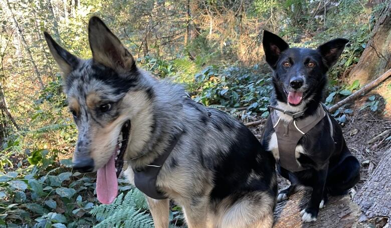 Two husky mixes are pictured sitting together on a log in a forest.