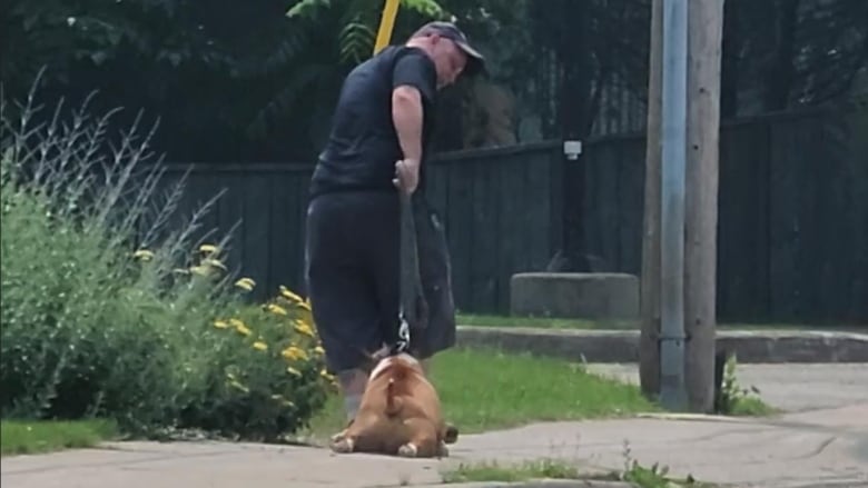 A man dragging a dog.