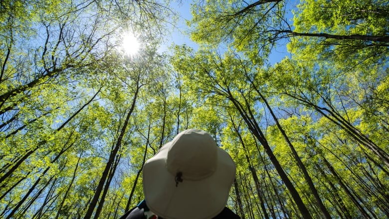 A hiker looks up towards poplar trees in a grove along a trail at the Rouge Urban National Park in Toronto. The park is considered one of the best examples of ecological restoration in the country.