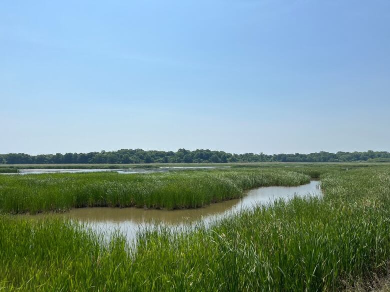 The Nature Conservancy of Canada is restoring wetlands on Pelee Island to provide habitats for species.