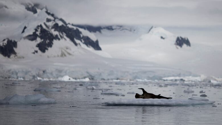 A seal lays on sea ice in the Antarctic.