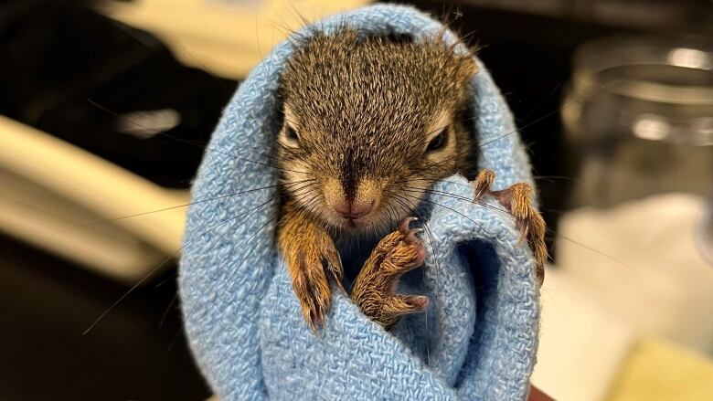 A tiny squirrel wrapped in a blue blanket 