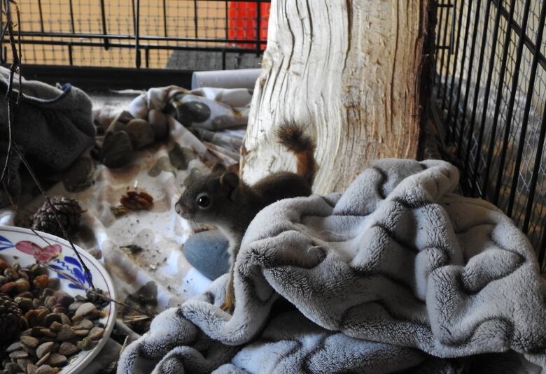 A squirrel with a scrawny tail in a cage 