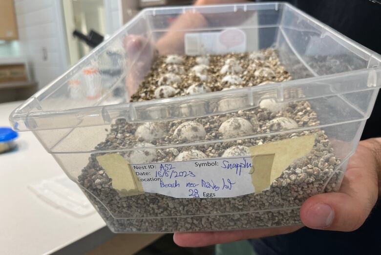 A container of unhatched turtle eggs.