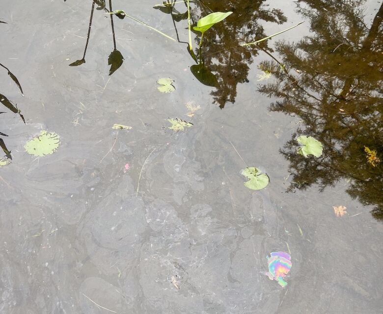 A multicoloured oily sheen is seen on the surface of river water among green lily pads.