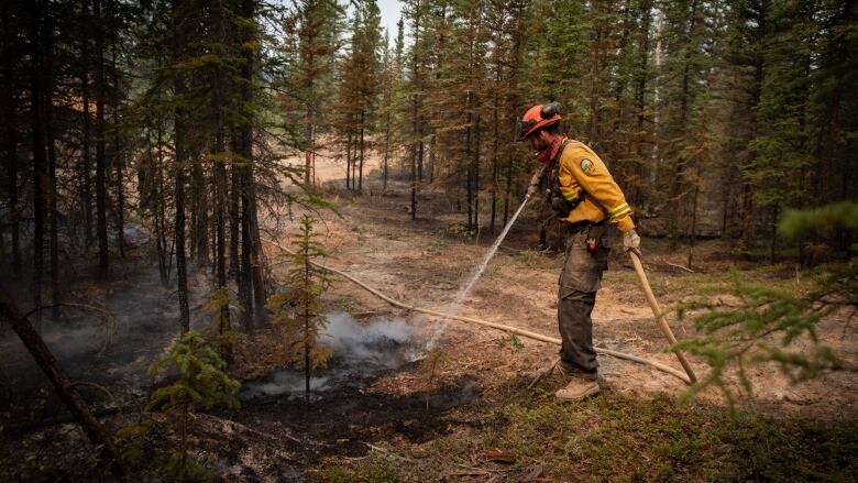 A wildland firefighter hoses down a burned area in a forest.