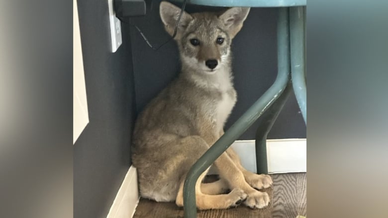 A young coyote is pictured looking towards the camera.