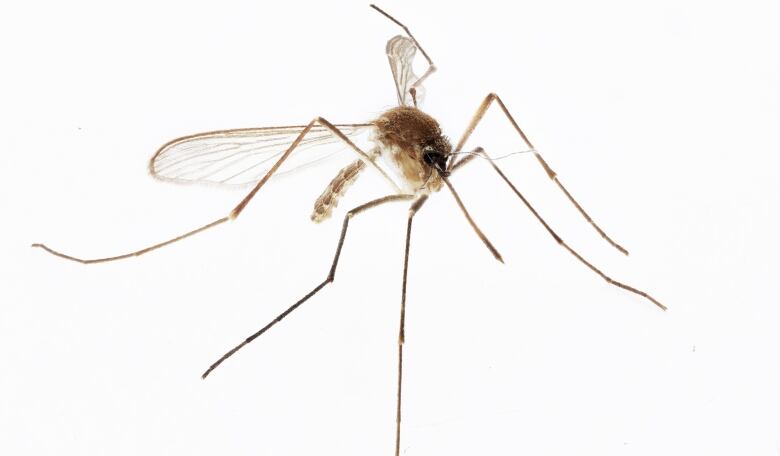 A microscopic look at the Culex pipiens mosquito