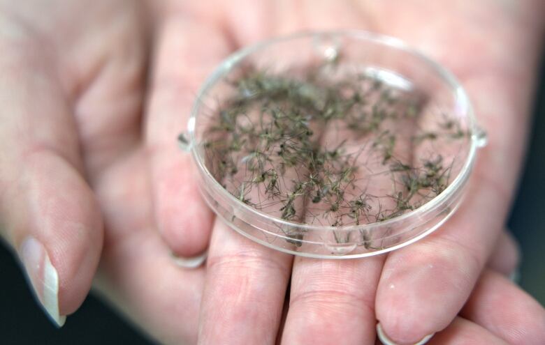 hands hold a petrie dish filled with mosquitos