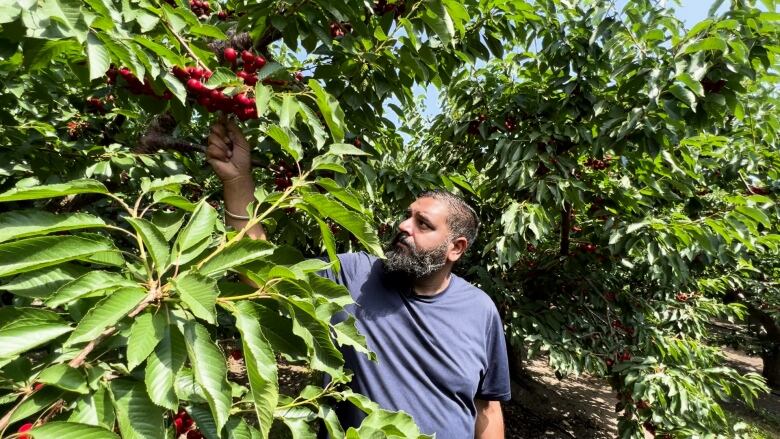 A man with beard and in blue T-shirt is pictured picking cherries from trees.