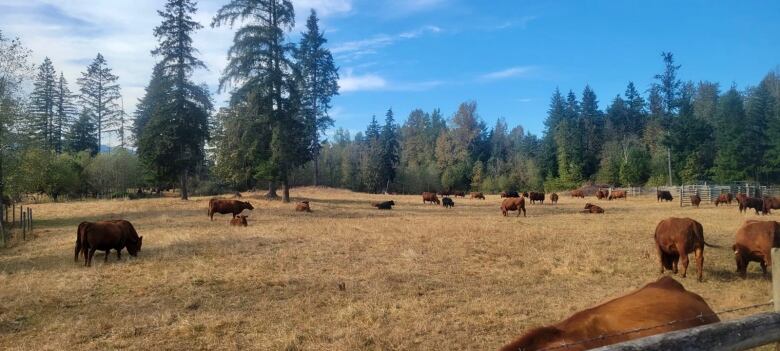 In a fenced off area, several brown cows graze in an open field of dry yellow-brown grass. In the  background are tall pine trees. 