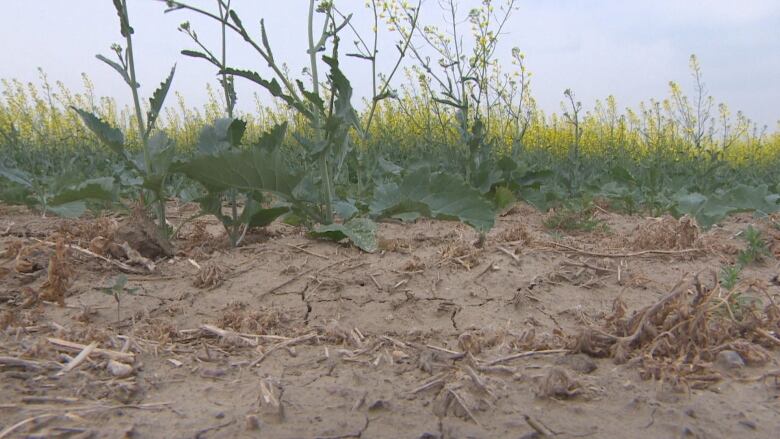 Brown, dry, cracked earth lays in front of yellow and green canola plants.