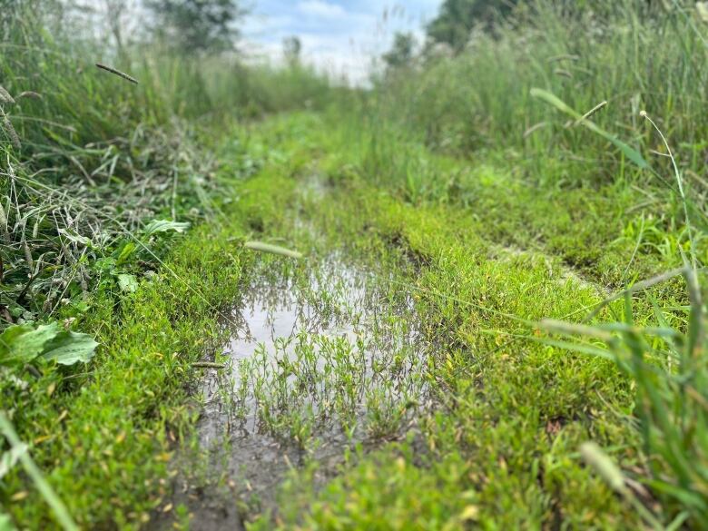 Water amid hay.