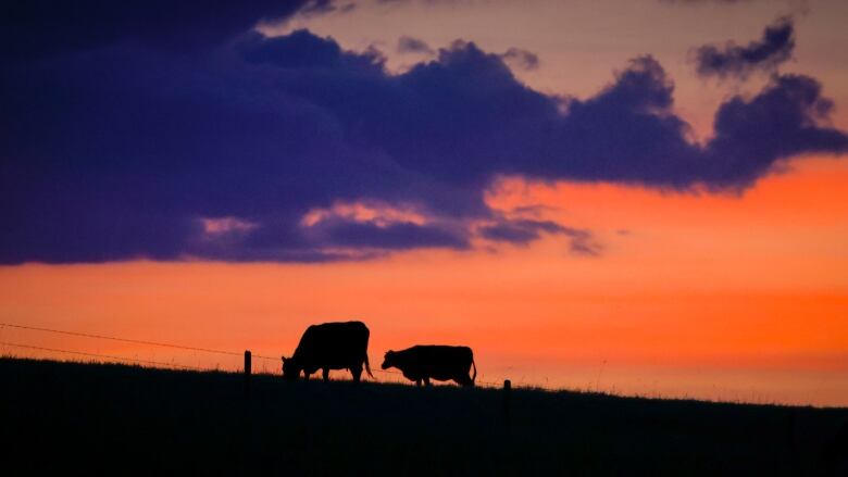 A scene of cattle grazing is pictured.