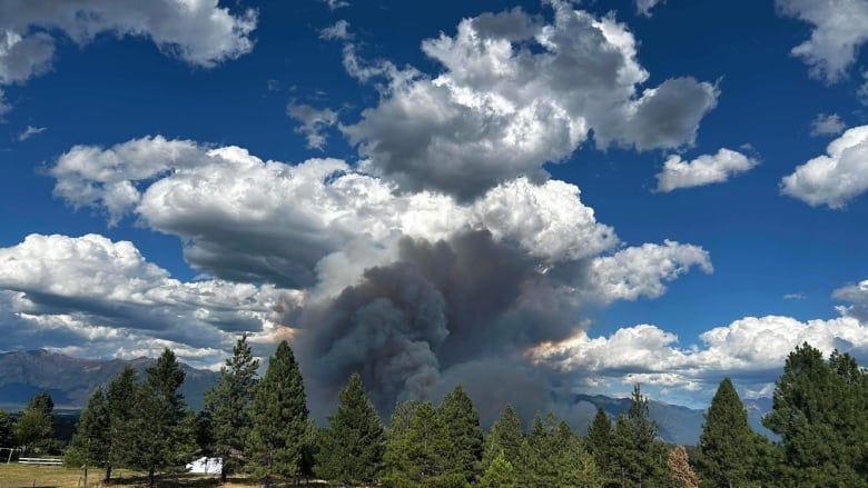 Large plumes of smoke arise behind a row of trees.