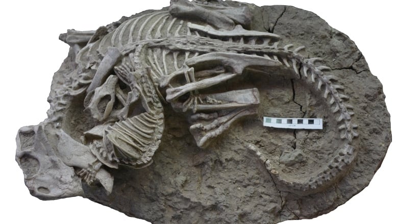 Two fossil skeletons, a dinosaur and a mammal, are entangled.