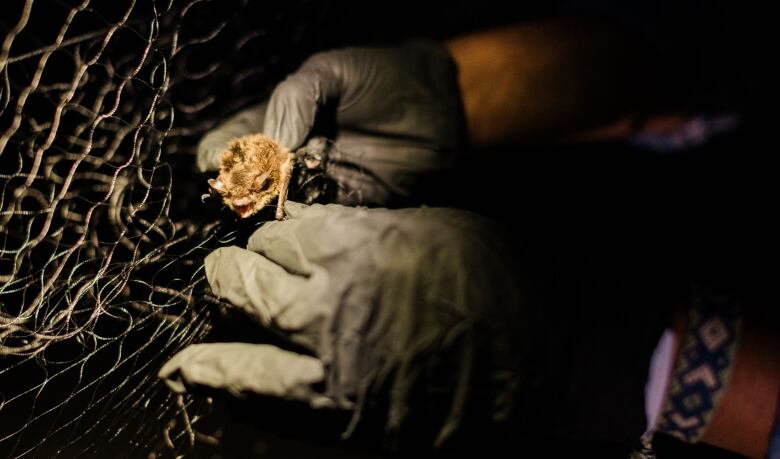 A close-up of a person wearing black gloves and holding a small brown bat at night.