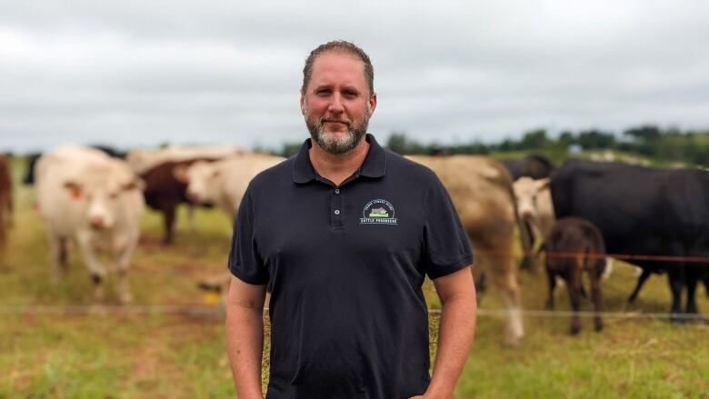 A man stands in front of a curious herd of beef cows 