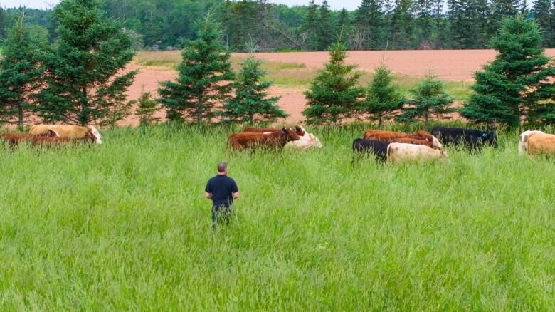 A man standing in a field with cows 