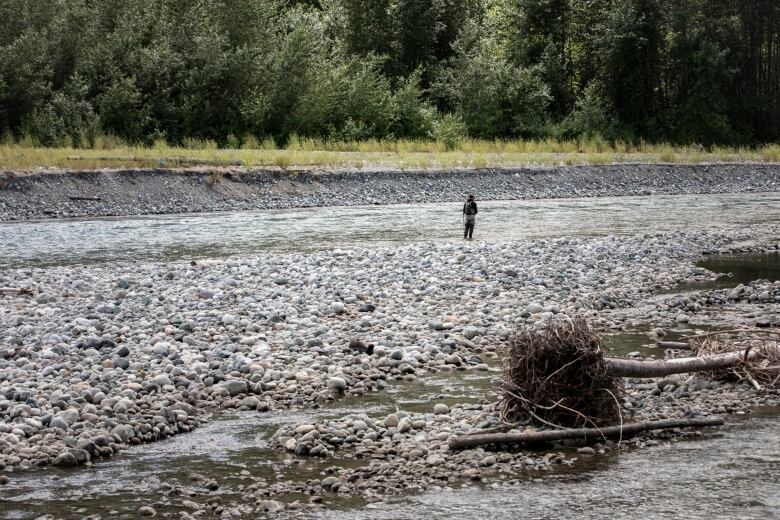 Chilliwack River at Vedder Park; The exposed banks and big rock islands are not usually seen until later in August. Also a popular fishing spot and one local fisherman said that the low levels make it more difficult to catch the chinook that is caught here.