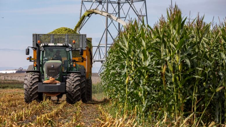 Farmers harvest corn stalks at a farm in British Columbia.