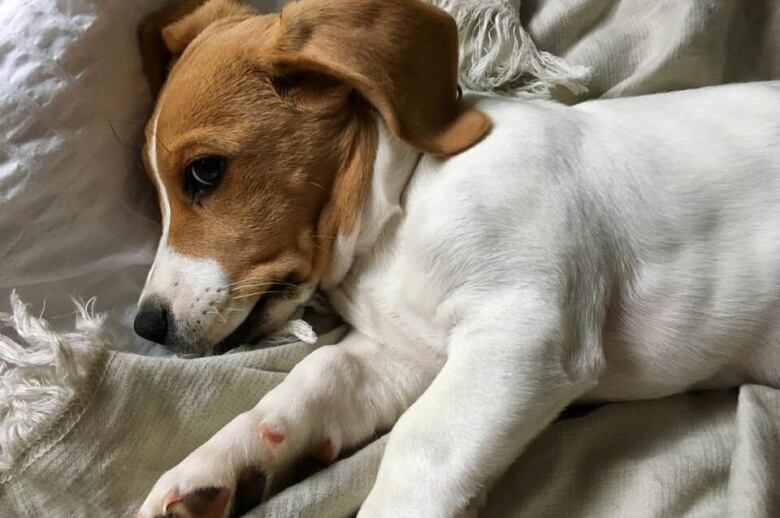 A puppy resting on a bed.