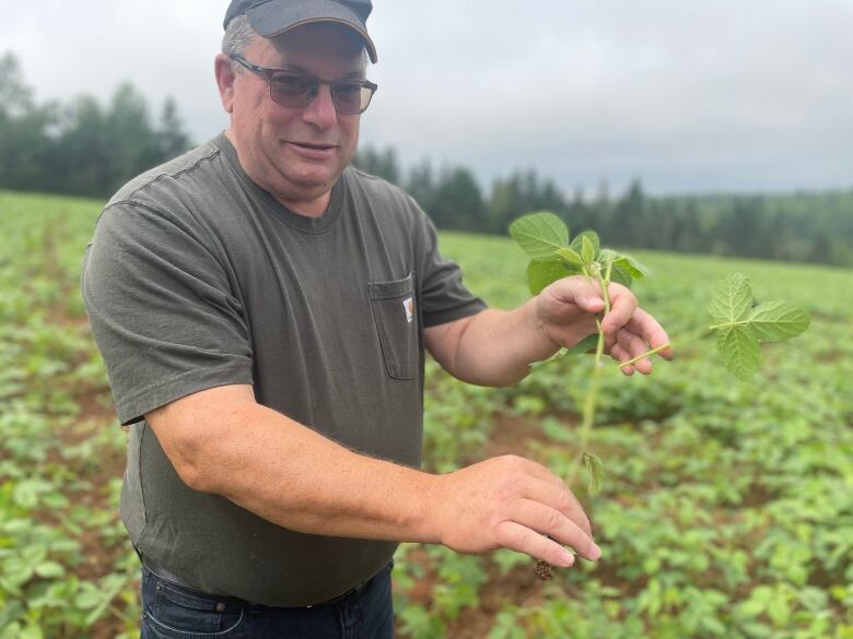 A man holds a soybean plant in a field. 