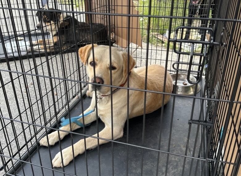 Two dogs in crates look at the camera