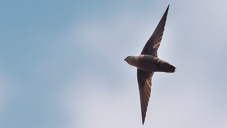 A bird with outstretched wings flying through a blue sky