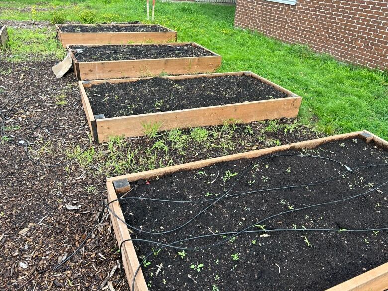 Several raised beds, stripped of crop.