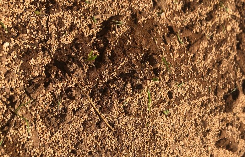 Crushed walnuts cover a section of a potato field.