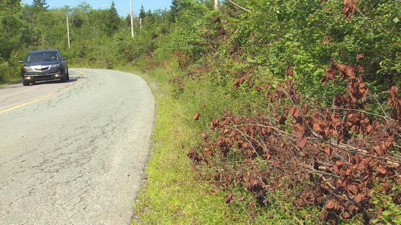 Dry brush from tree trimming is shown on the side of a road, while a vehicle drives by.