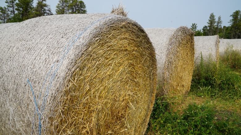 Hay rounds on grassland.