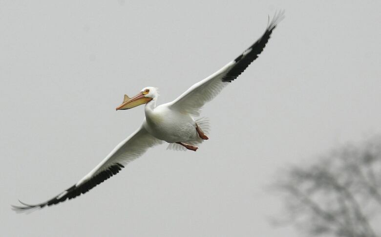 A white pelican, with wings spread, in flight.