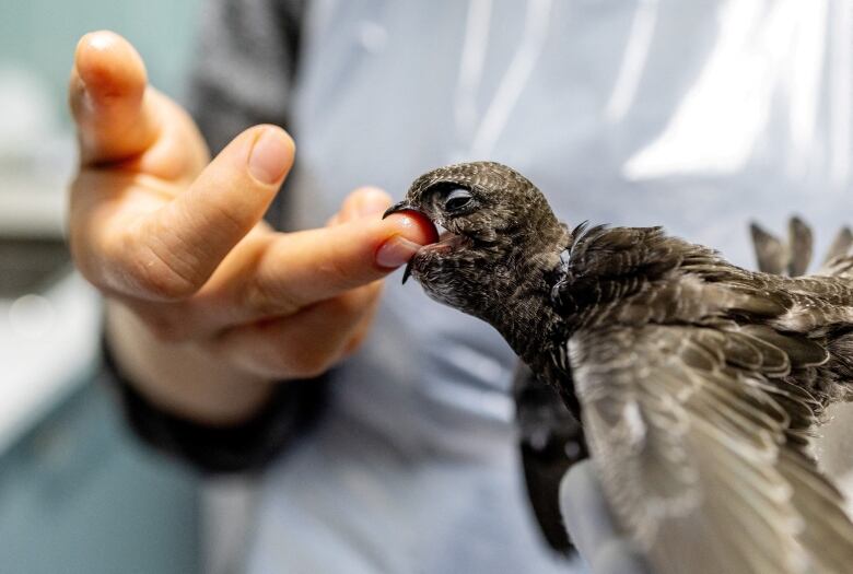 A young bird with muted colours and a half-lidded eye visible wraps its beak around the tip of a human's middle finger.