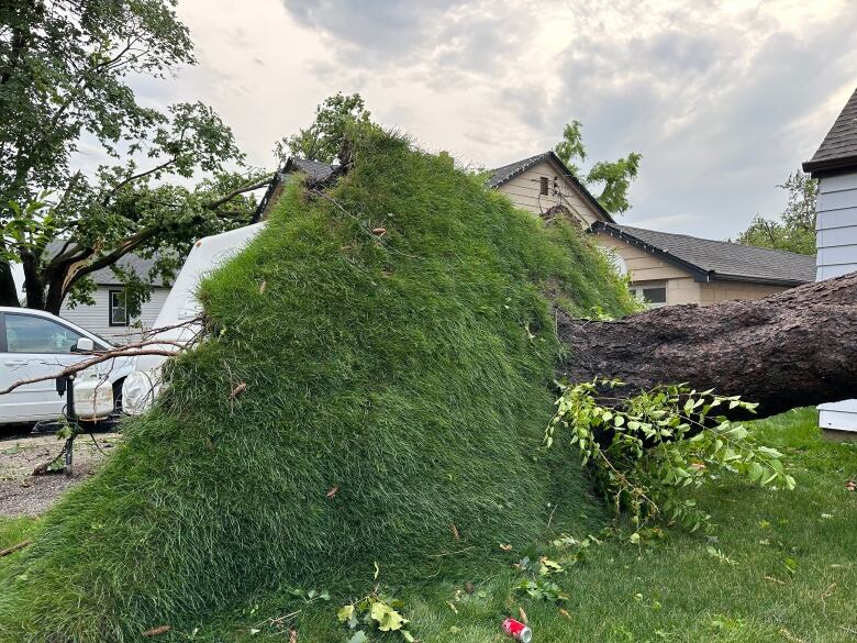 A big chunk of grass is vertical at the base of a down tree