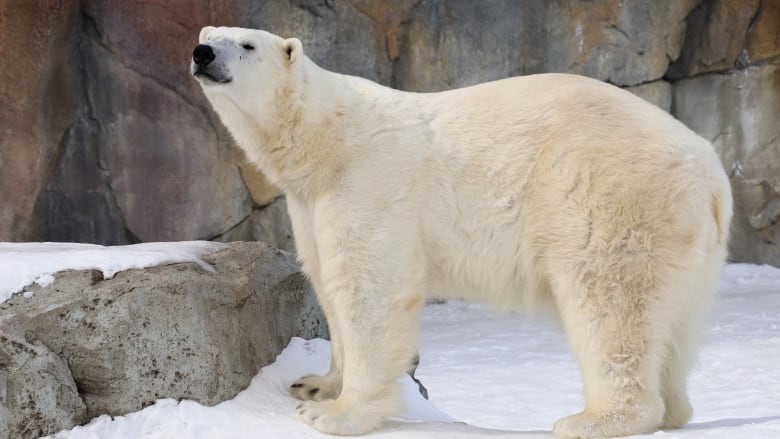 a mature polar bear is pictured with large rocks in the background with snow on the ground.