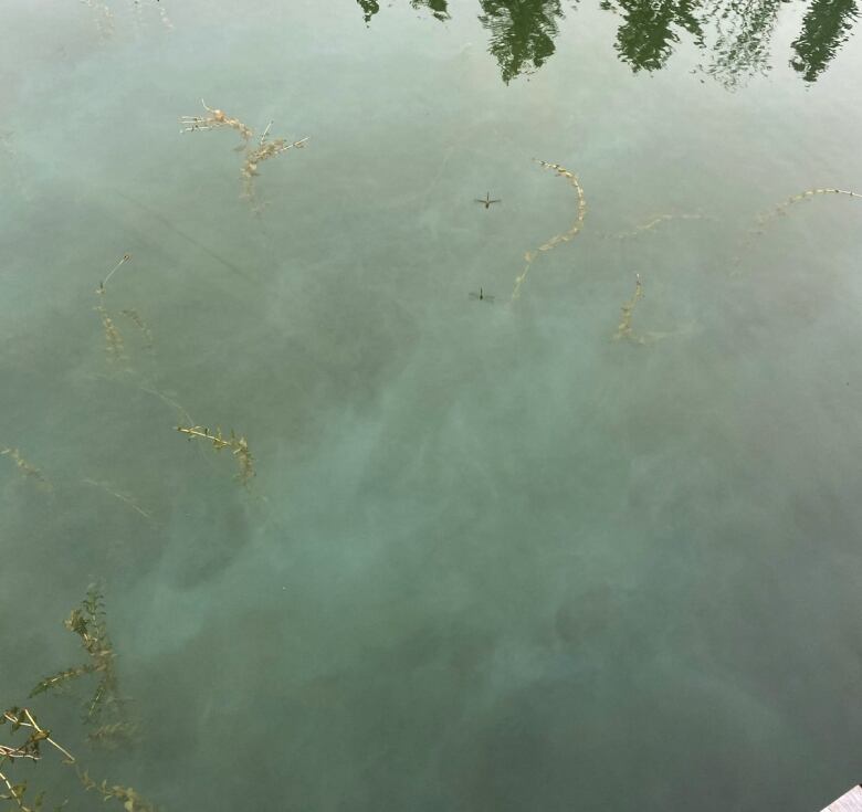 Algae that sort of looks like a web in the water.