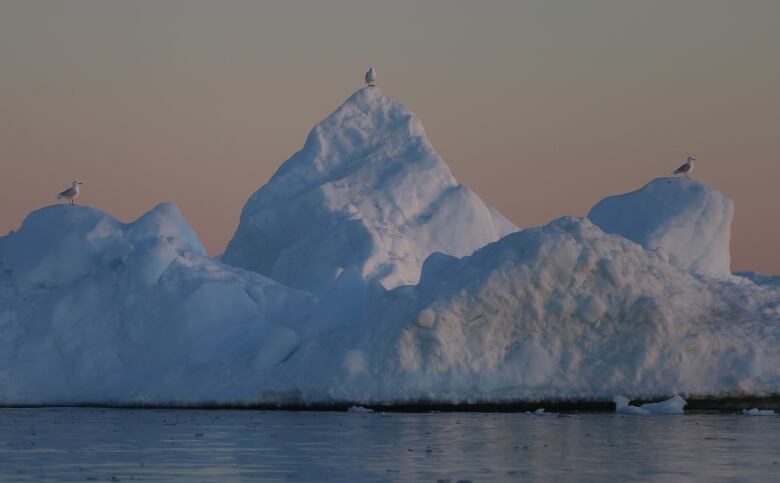 Three seagulls sit apart from each other on three separate peaks of an iceberg. The lighting suggests twilight.