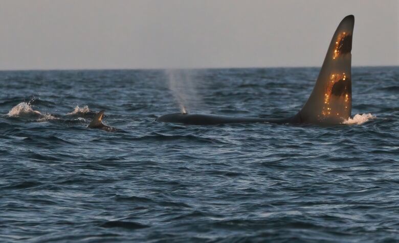 Old Toms fin is out of the water next to a dolphin.