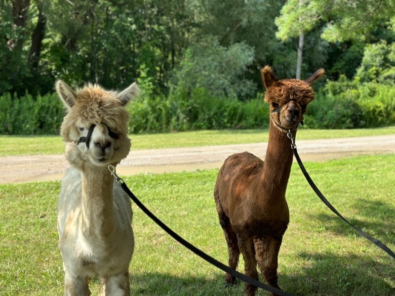 These alpacas are commonly walked in guided experiences through country lanes on Stoneleigh Farm's multi-acre property.