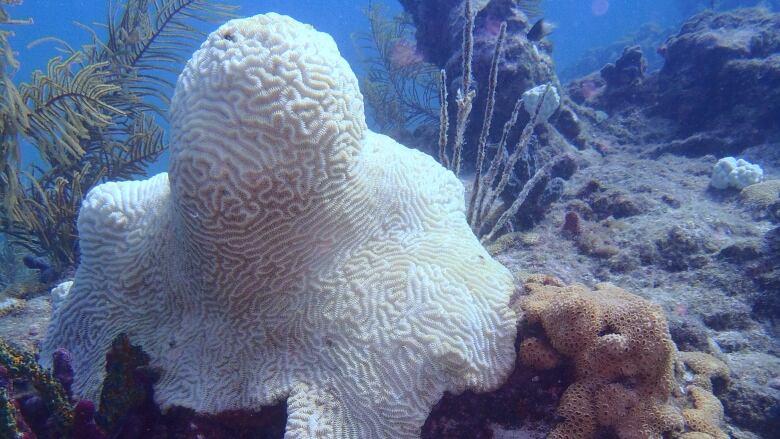 Coral that is whit, surrounded by other ocean life.