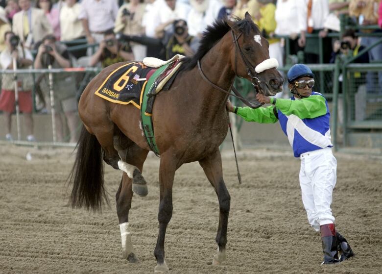 Racehorse Barbaro is on the track with its rider on the ground, holding up its hind leg after being injured.