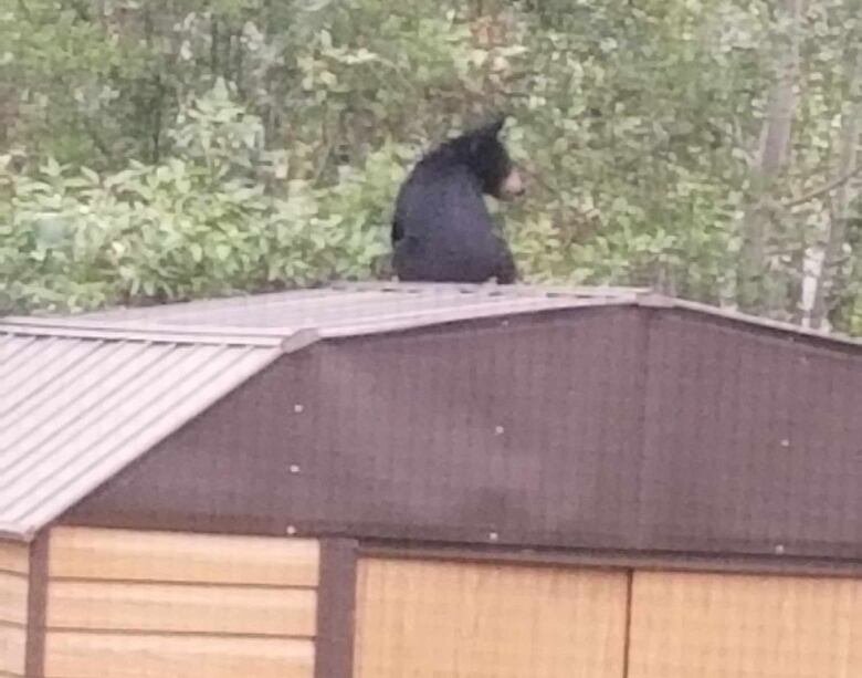 A black bear sits on the roof of a shed.