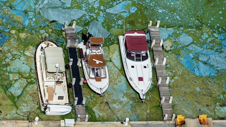 An overhead view of boats docked in a marina with blue green algae surrounding them. 