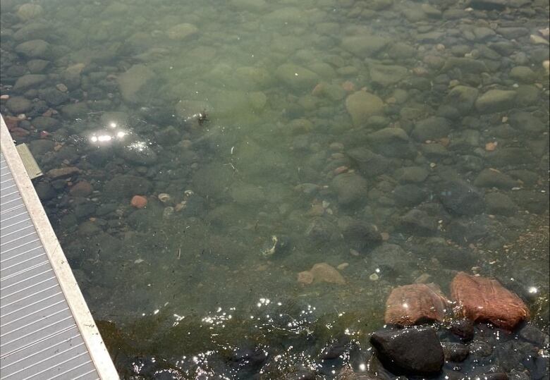 A close-up of green-coloured water along a rocky shore. Part of a dock can be seen on the left-hand side.