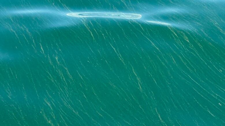 What look like strands of blue-green algae float on the surface of the water.