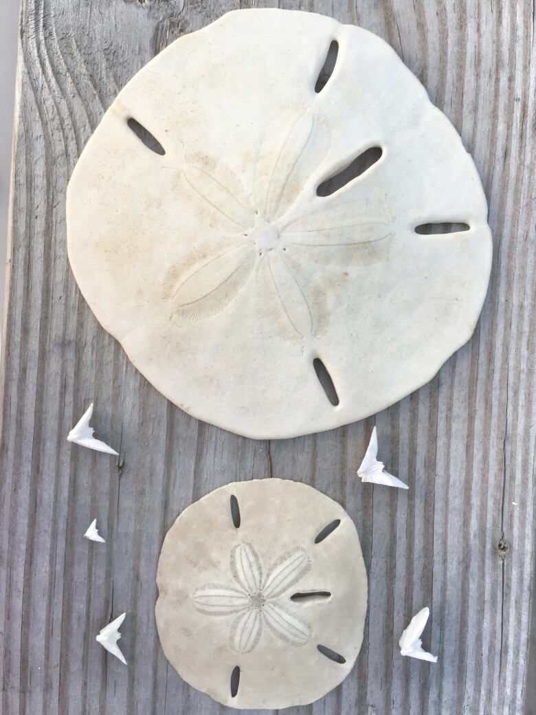 Sand dollars on wood surface with sand dollar doves