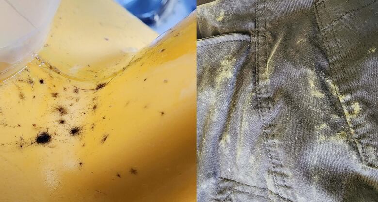 On the left, a yellow plastic laundry detergent jug has black mould on it, while on the right, a pair of jeans is covered in green mould.