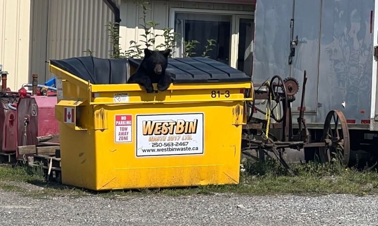 A bear in a dumpster.